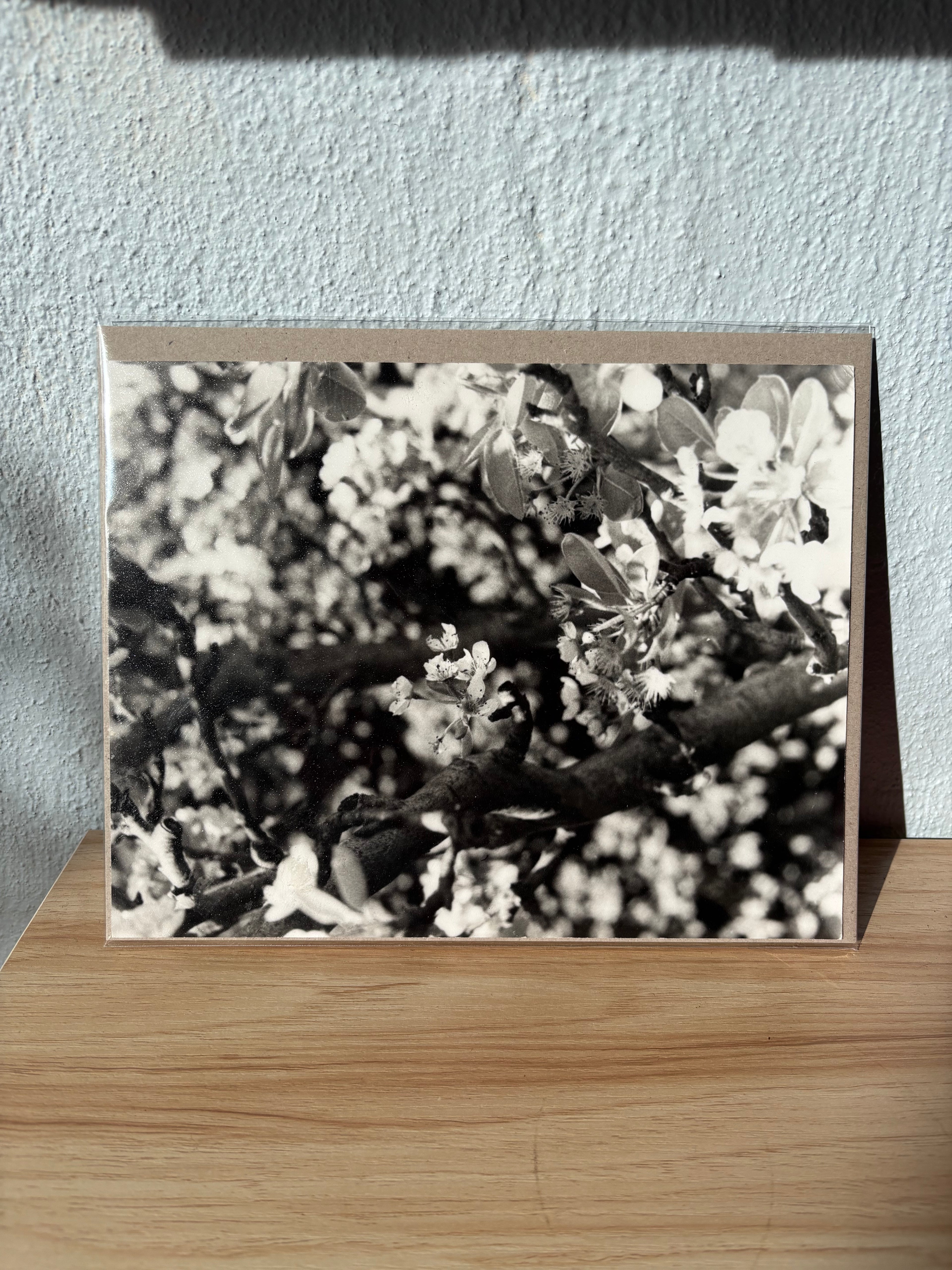 Bendigo dark room developed