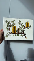 Silver Banksia Print