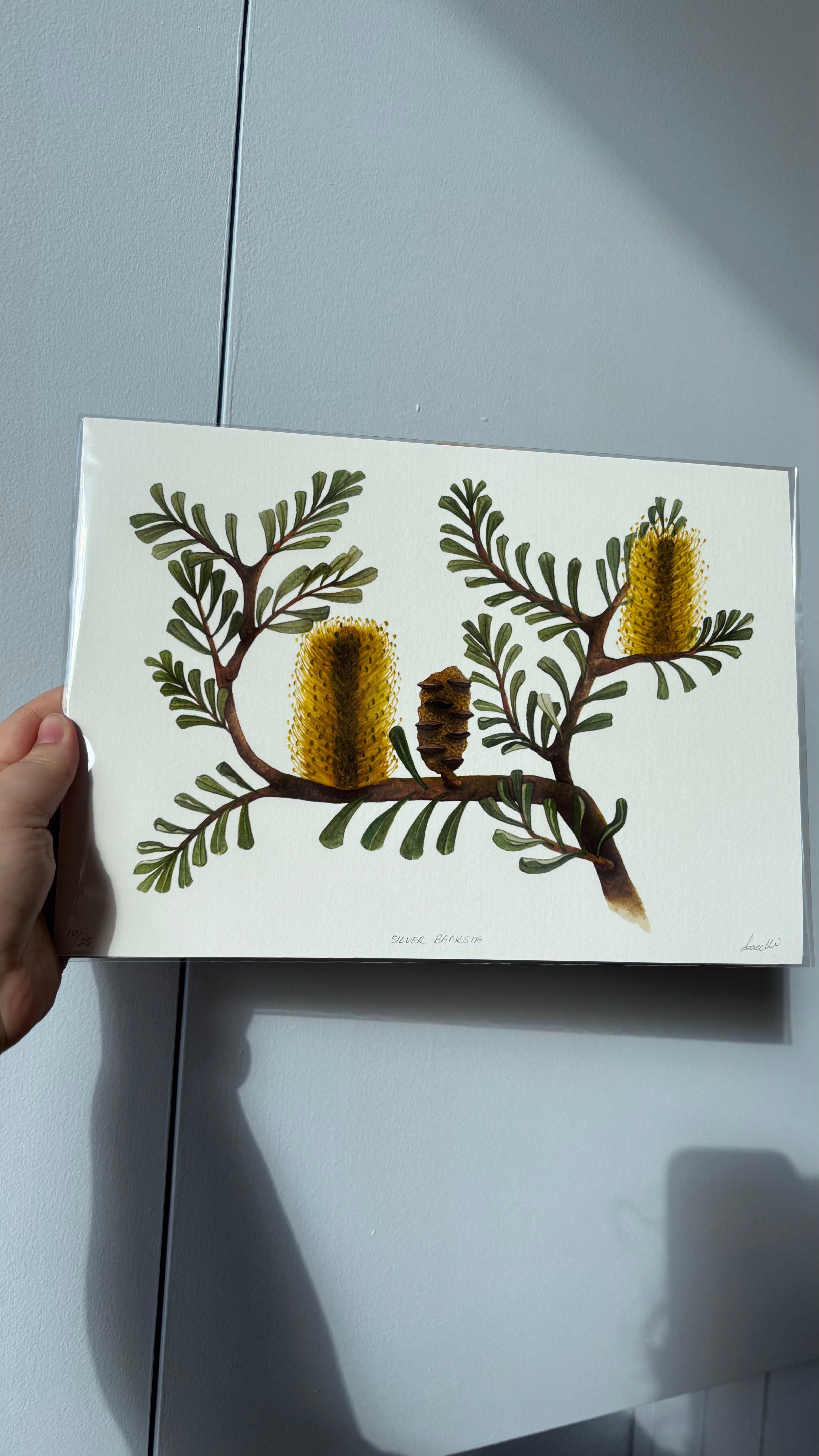 Silver Banksia Print